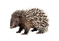 Deine Geschichte mit Afrikanisches Stachelschwein